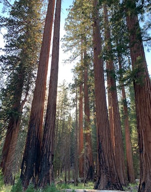 Photo of a stand of trees